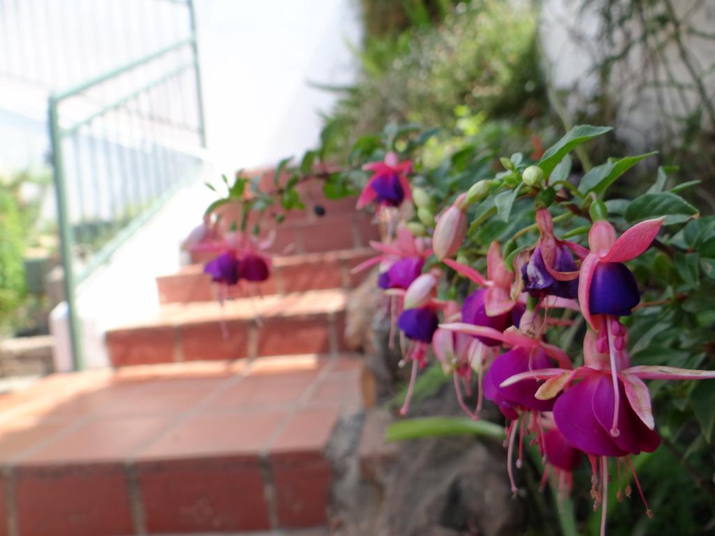 Agterplaas Guesthouse Pty Ltd Joanesburgo Exterior foto